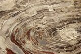 Polished Oligocene Petrified Wood (Pinus) - Australia #221127-1